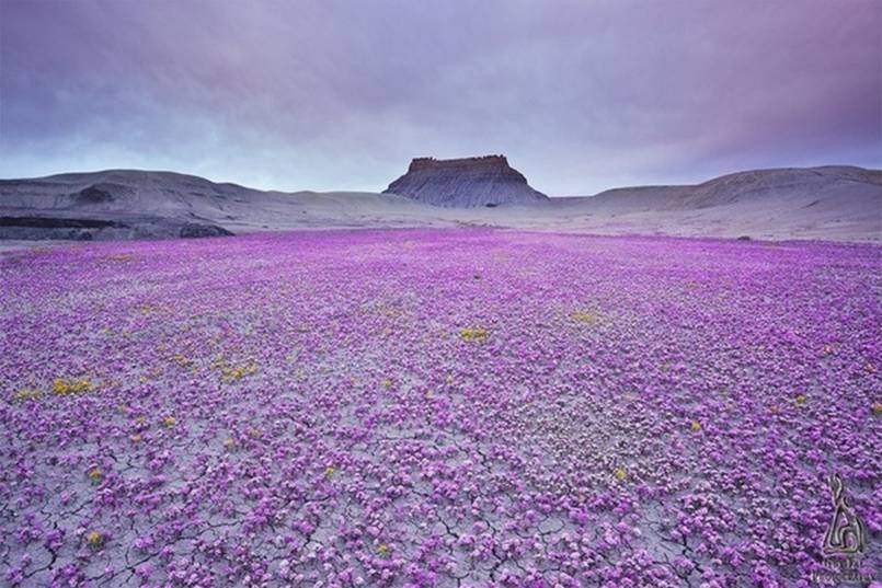 Пустыня Анца Боррего цветет раз в несколько лет и бывает это весной