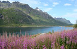 Автомобильный тур Северная Норвегия Цветы Лофотенских островов 